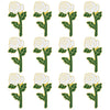 White Rose, Pack of 12