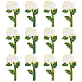 White Rose, Pack of 12